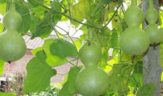 葫芦盆栽种植方法 盆栽葫芦的种植方法