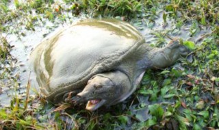 吃甲鱼千万要注意七大禁忌（吃甲鱼千万要注意七大禁忌吃甲鱼能吃杨梅吗）