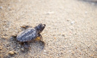 龟养殖技术 龟养殖技术书