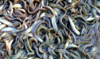 求泥鳅养殖技术（泥鳅的的养殖技术）