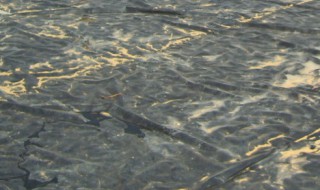 大棚养殖泥鳅技术（大棚养殖泥鳅技术培训）