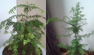 红豆杉养殖方法和注意事项 红豆杉养殖方法和注意事项大全养