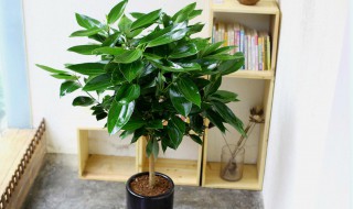 平安竹的养殖方法和注意事项 平安竹的养殖方法和注意事项图片