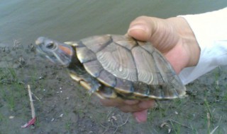 放生乌龟有什么寓意（放生乌龟有什么寓意和象征）