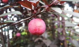 红叶李可以吃吗 红叶李会吃吗