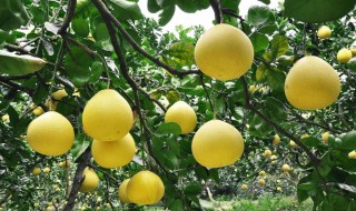 柚子的品种 柚子的品种简笔画