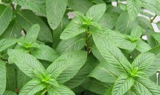 防蚊花卉有哪几种 防蚊花卉有哪几种花