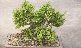 菩提树的养殖方法和注意事项 菩提树的养殖方法和注意事项视频