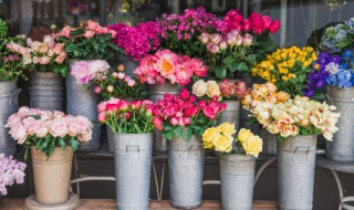 什么花夏天开（什么花夏天开冬天谢）