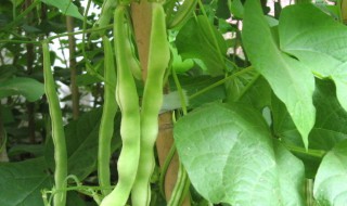 豆角种植方法步骤 豆角怎么种植方法如下