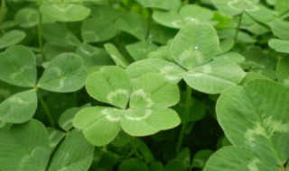 白三叶草种子种植方法 白花三叶草怎么种植