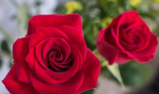 玫瑰花的特点和作用是什么（玫瑰花的特点和作用是什么意思）