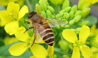 蜂怎么养（新手养蜂怎么养）