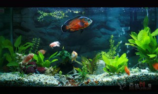 缸鱼怎么养 用缸养鱼怎么养