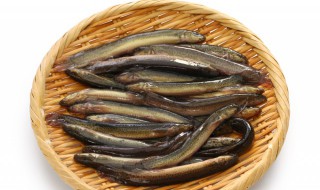 如何清洗泥鳅（如何清洗泥鳅视频教程）