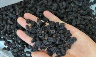 如何清洗干桑葚