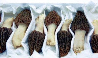 羊肚菌如何清洗 羊肚菌如何清洗去沙
