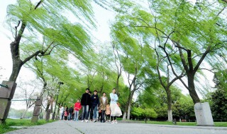 梦见大风是什么意思 梦见大风是什么意思啊