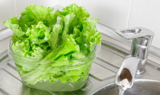 生菜如何清洗（生菜如何清洗呢）
