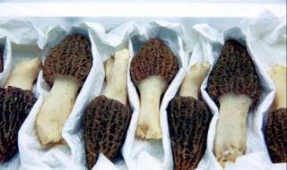 如何清洗羊肚菌（如何清洗羊肚菌才干净）