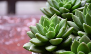 多肉有什么作用 多肉有什么作用?