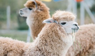 羊驼为什么叫草尼玛（羊驼是不是草）