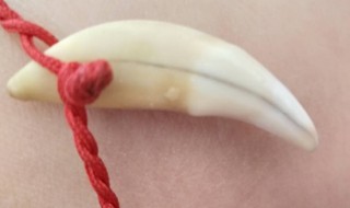 带狗牙有什么禁忌 小孩带狗牙有什么禁忌