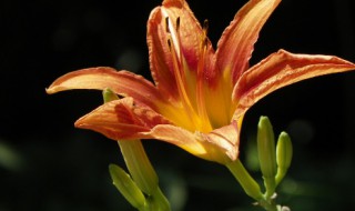 忘忧草的含义是什么（忘忧草代表）