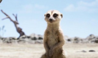 丁满是什么 丁满是什么动物