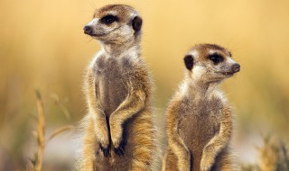 丁满是什么动物（彭彭和丁满是什么动物）