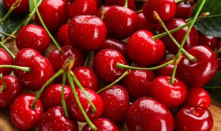 樱桃成熟的季节 樱桃成熟的季节是农历几月