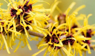 金缕梅的功效与作用 金缕梅的功效与作用的功效与作用