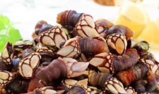 什么东西是藤壶 什么东西是藤壶的天敌