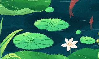 夏至后节气 夏至节气花信