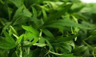 艾草不到端午节可以用吗 艾草不是端午节的可以吗