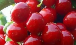 樱桃里面为什么会有小白虫（樱桃里面为什么会有小白虫子）