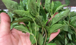 孕妇能吃罗勒叶吗（孕妇能吃罗卜叶吗?）