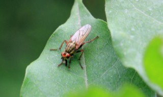 家里有小飞虫怎么办（家里有小飞虫怎么办? 教你一招）