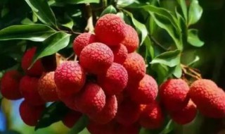 荔枝酒能保存多久才能喝 荔枝酒放久了能不能喝