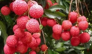 荔枝酒泡太久还可以喝吗（荔枝泡酒时间长了能不能喝）