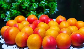 杏子可以放冰箱保存吗 杏子能放冰箱保存吗