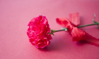 康乃馨的品种（百度热搜康乃馨的品种）