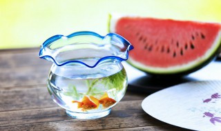 凤尾鱼的鱼缸摆放位置（凤尾鱼缸怎么布置）