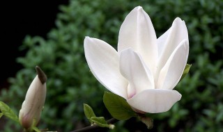 玉兰的养殖方法 玉兰的养殖方法和注意事项 盆栽