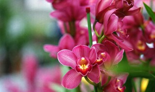 大花蕙兰的介绍（大花蕙兰的介绍和特点）