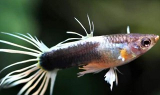 凤尾鱼的品种介绍 凤尾鱼品种名称及图片