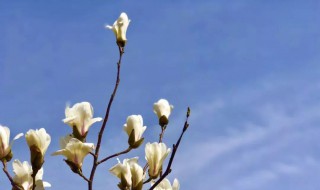 玉兰什么时候开（玉兰什么时候开放）