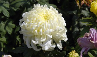 菊花的基本介绍 菊花从几个方面介绍