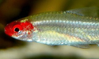 红鼻剪刀的鱼缸摆放位置（观赏鱼红鼻剪刀）