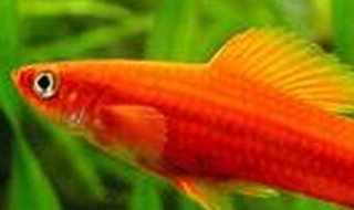 红箭鱼的品种介绍（红箭鱼的品种介绍图片）
